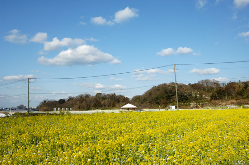 ★菜の花畑_b0023047_5255880.jpg