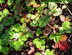 f0032481_22124725.gif
