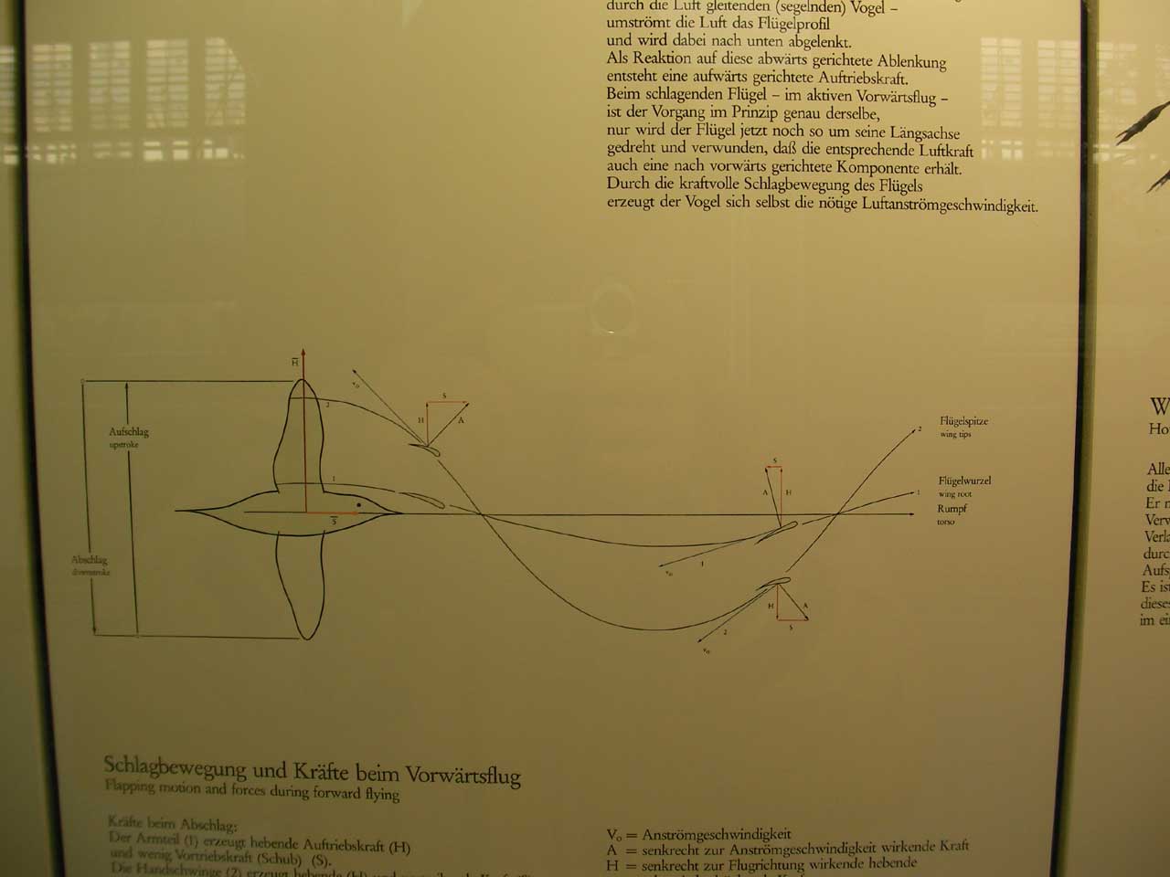 羽ばたき機　資料　ドイツ博物館ミュンヘン_d0067943_17595215.jpg