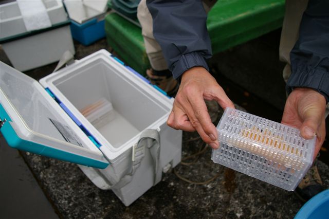 大見川水系発眼卵放流＆BOSE Fishing in 松原湖_f0064359_2157999.jpg