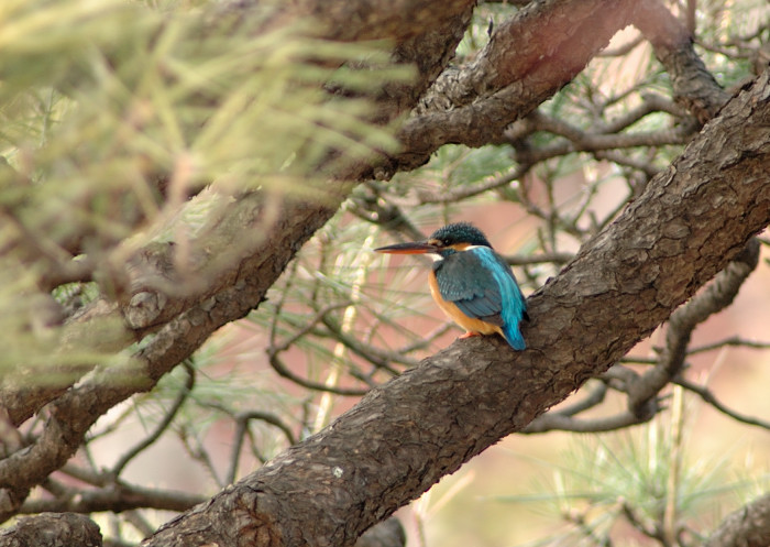 野鳥図鑑で_f0053272_13543446.jpg