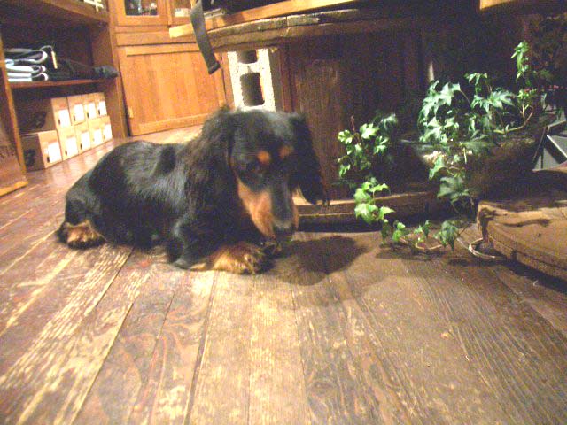 i pod mini_f0051306_1902366.jpg