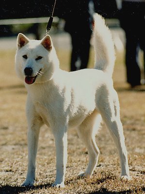 素晴らしい紀州犬 ペットなどの日記
