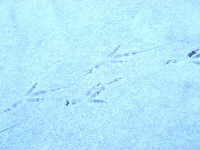 c0003723_17505640.jpg