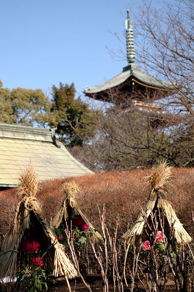 冬ぼたん1　上野東照宮ぼたん苑_c0027027_06688.jpg