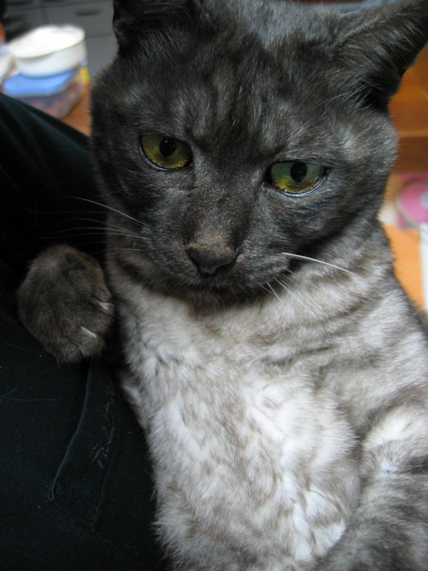 さよなら, Mr Complex Cat_b0060239_7345925.jpg