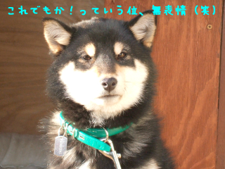 a0052750_13144878.jpg