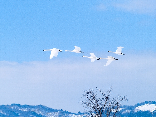 鳥見つれづれに～♪　№２６　《舞姫に逢いに～！(^_-♪》_c0008502_1803150.jpg