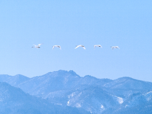 鳥見つれづれに～♪　№２６　《舞姫に逢いに～！(^_-♪》_c0008502_1881981.jpg