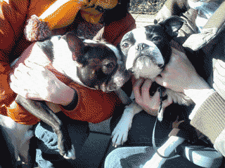 e0080117_17101779.gif