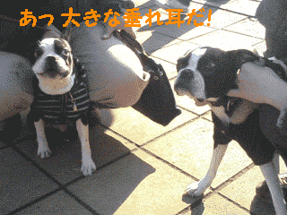 e0080117_1738058.gif