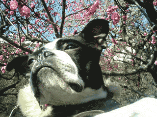 e0080117_1794112.gif
