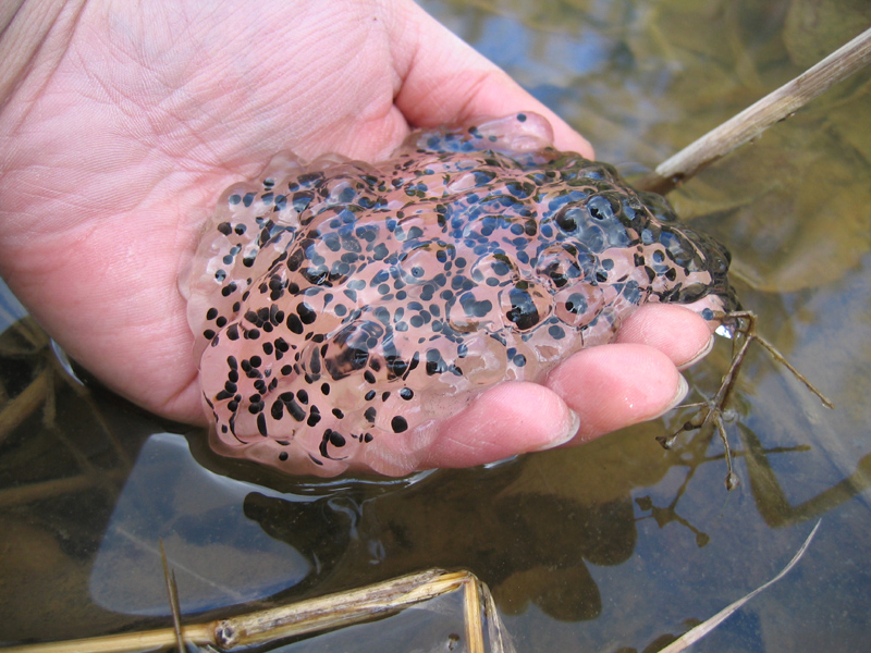 ガイドウォーク 蛙の卵隗 にゃんぱち 地球生態園