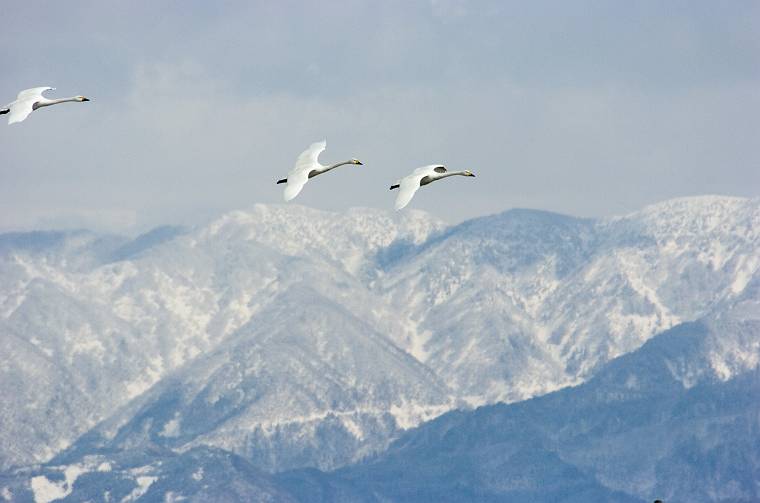 雪山を背に飛ぶ白鳥_e0008237_22185286.jpg