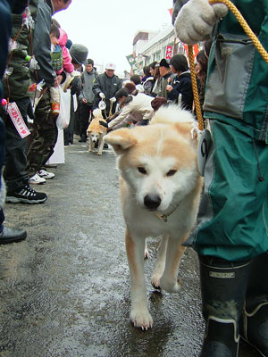 秋田犬パレード_a0033493_233592.jpg