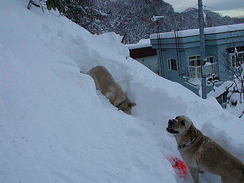 ありがとう　オーラリー_e0006018_23413224.jpg