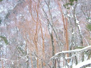 氷室の氷詰め_e0002820_1929092.jpg