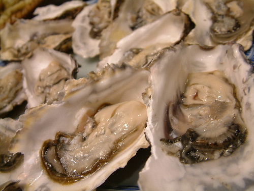 「海洋生物学実習Ⅲ マガキの解剖学(補講)で牡蠣三昧」_a0000029_2146509.jpg