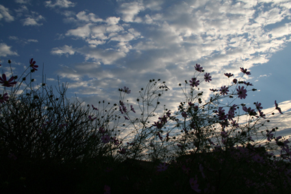 秋空と秋桜_e0047151_17543917.jpg