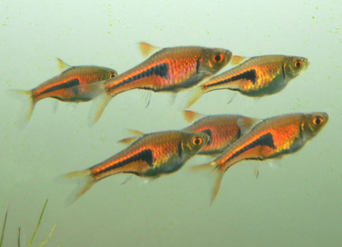 我が家の小型コイ科美魚 ラスボラ エスペイ Odkのお馬鹿blog