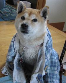 明日は。。。_c0049950_22335413.jpg