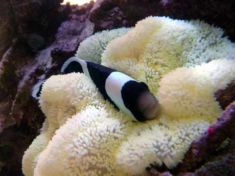 ホワイトチップ アネモネフィッシュ 海水魚ショップ やどかり屋 写真館