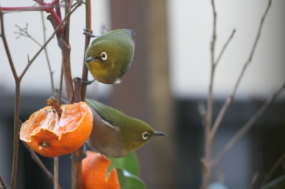 ベランダに野鳥を呼ぼう。_b0019819_22482685.jpg