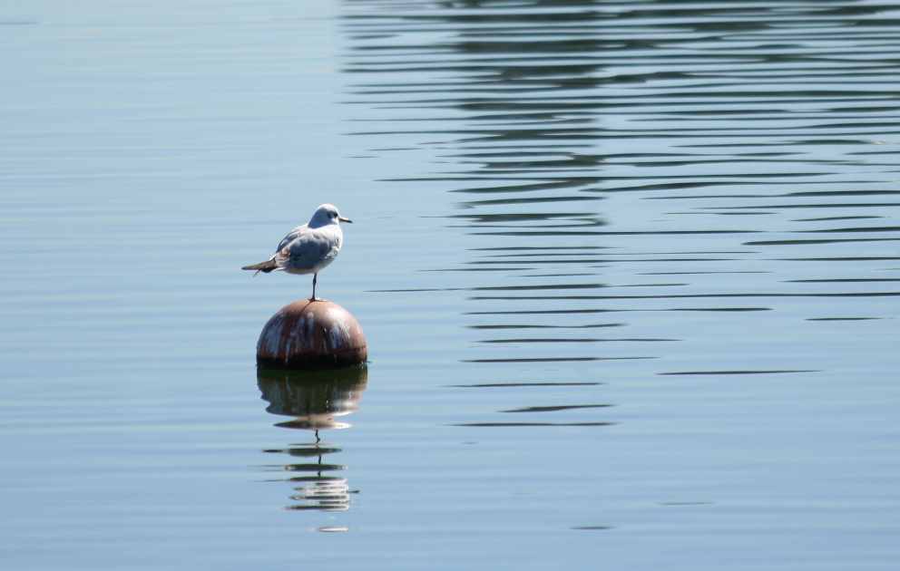 大濠公園の鳥_e0077041_19395461.jpg