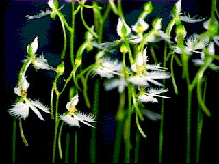 c0009855_1915201.gif