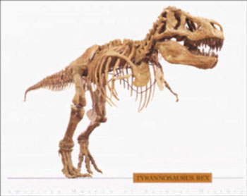 ★ティラノザウルスってどんな恐竜？~~(・・？））（（（；・・）？_b0013789_2151961.jpg