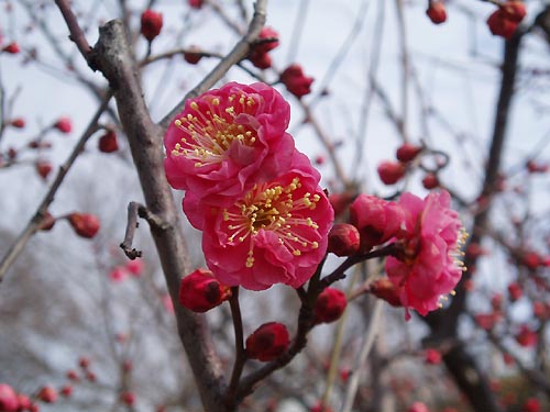 またもや梅の花_e0029592_19414960.jpg