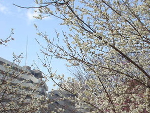 e0092221_1721346.jpg