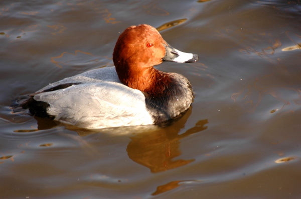 カモ　不忍池の鳥2_c0027027_20442267.jpg