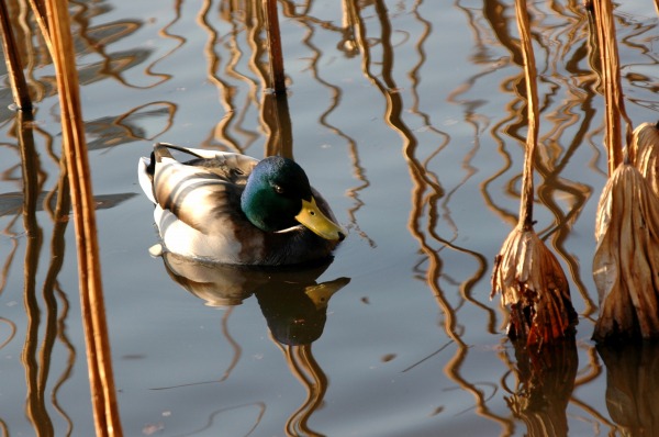 カモ　不忍池の鳥2_c0027027_20445028.jpg