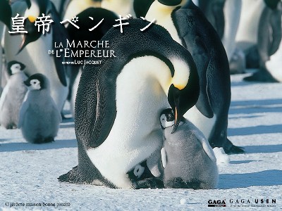 皇帝ペンギン　テーマは愛でしょ、愛。_a0023548_16531430.jpg