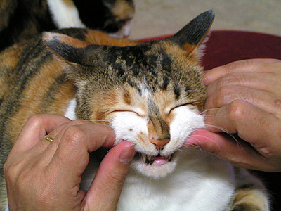 猫の笑い顔の作り方。2006_a0028451_2057031.jpg
