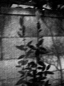 ルナイト 2_f0041351_5543392.jpg