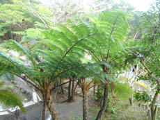 d0035752_1961225.jpg