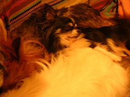 c0004744_9542734.jpg