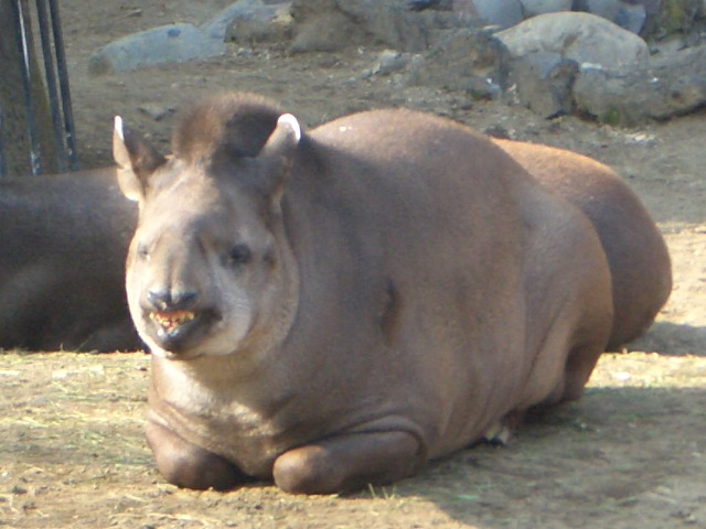 夢を食べる動物 Ebilog いつもの超はらへった 夢を食べる動物 Ebilog いつもの超はらへった