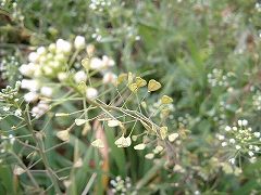 e0070891_1844393.jpg