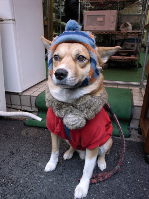 c0071611_10565720.jpg