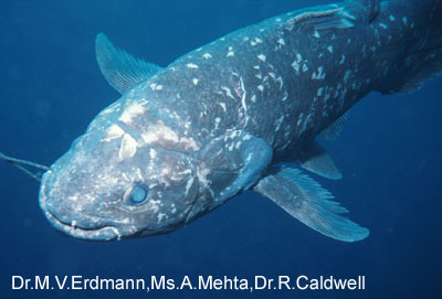 Coelacanth : EVEREADY & i-D PRESENT'S produced by SMT