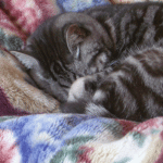 d0000247_16255667.gif