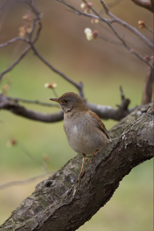 ヒヨドリ   Brown-eared Bulbul_e0071575_2211526.jpg