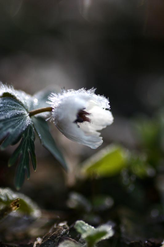 春を告げるお花たち-Ⅱ_e0045106_10394854.jpg