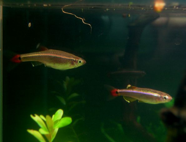 ２０ｃｍキューブのノーマルアカヒレ ナースの独り言