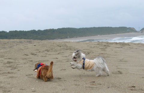 犬吠埼までドライブ_f0042270_22535863.jpg