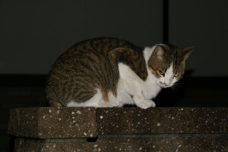 チコの領分_b0060239_20541462.jpg