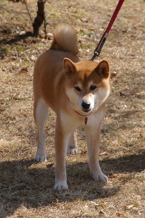 萌えよ！daisy　　　　大宮第二公園で_e0000746_18282898.jpg